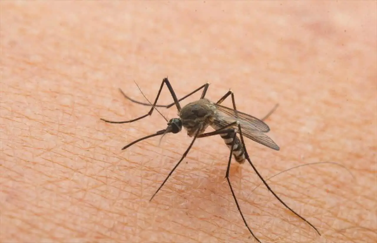 Il repellente anti-zanzare fai-da-te che funziona davvero e non ti costa nulla Immagine selezionata