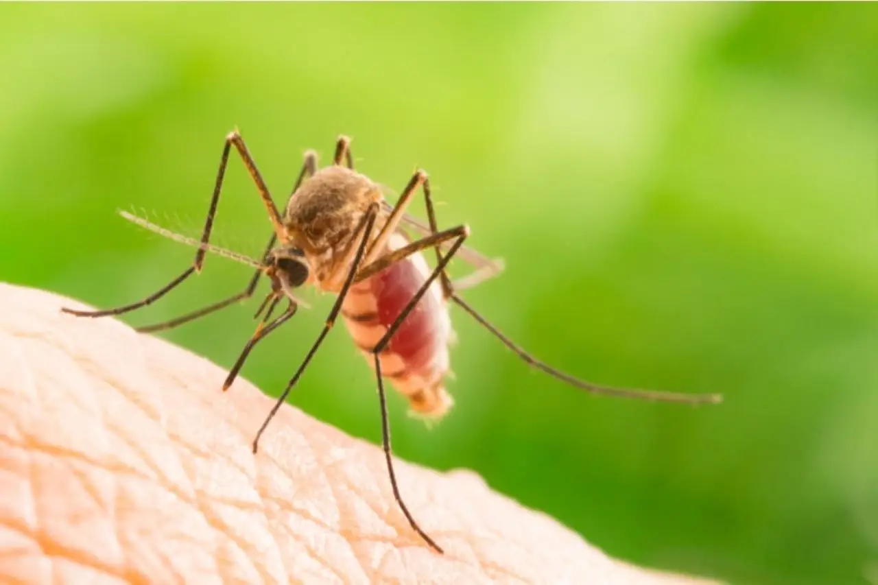 Il repellente anti-zanzare fai-da-te che funziona davvero e non ti costa nulla Immagine selezionata