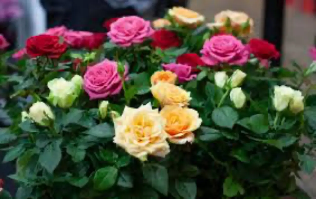 Come potare le rose correttamente: ecco il momento migliore Immagine selezionata
