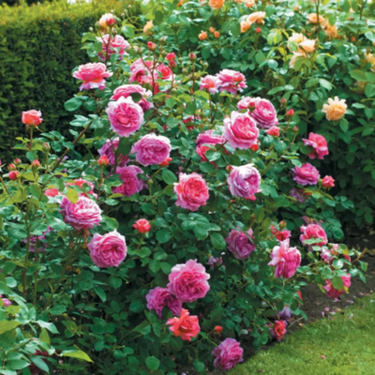 Come potare le rose correttamente: ecco il momento migliore Immagine selezionata