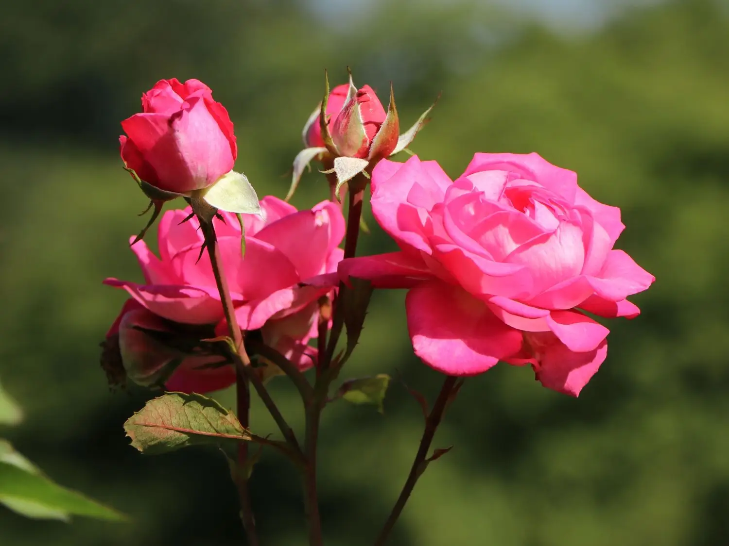 Come potare le rose correttamente: ecco il momento migliore Immagine selezionata