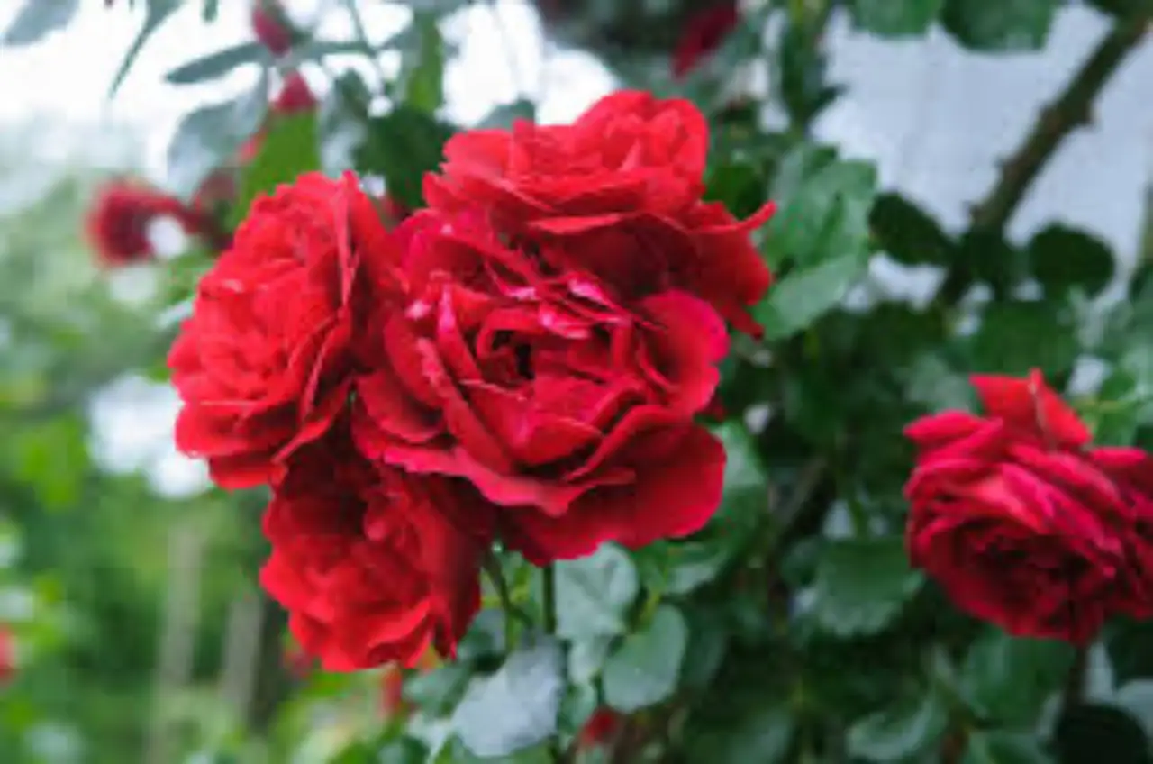Come potare le rose correttamente: ecco il momento migliore Immagine selezionata