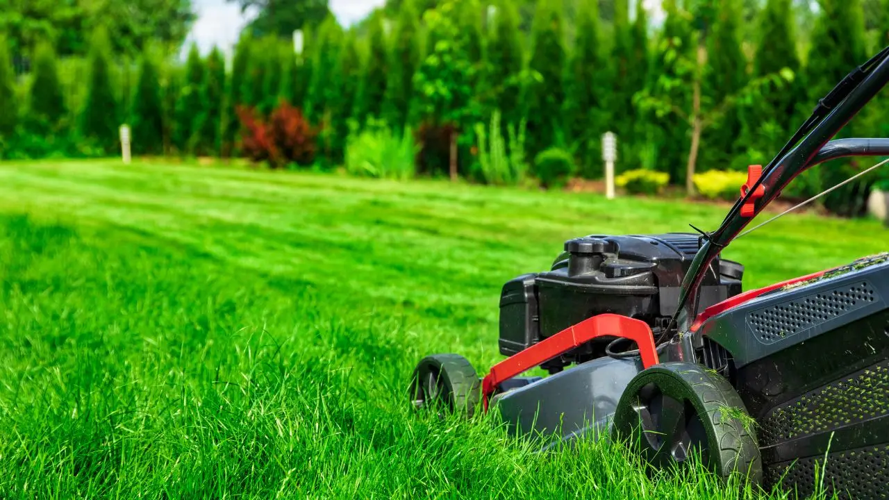 Il trucco poco noto dei giardinieri, per ottenere un prato più verde Il trucco poco noto dei giardinieri, per ottenere un prato più verde