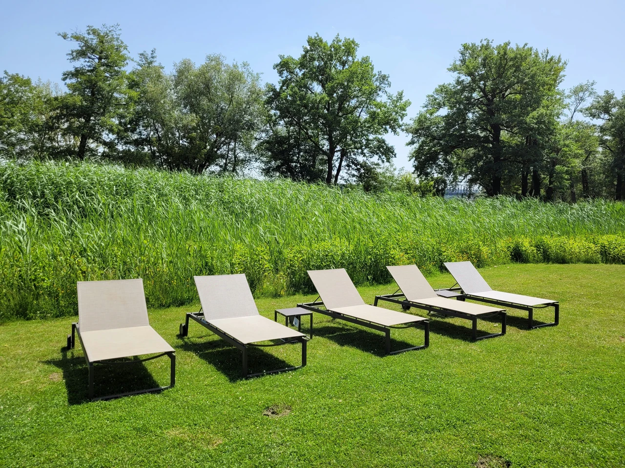 Il trucco poco noto dei giardinieri, per ottenere un prato più verde Immagine selezionata