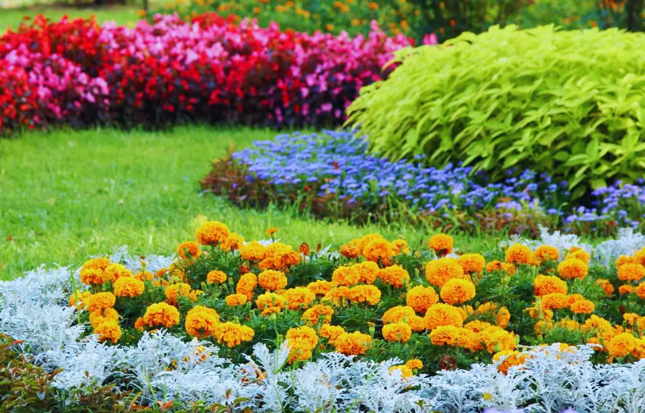Il trucco poco noto dei giardinieri, per ottenere un prato più verde Immagine selezionata