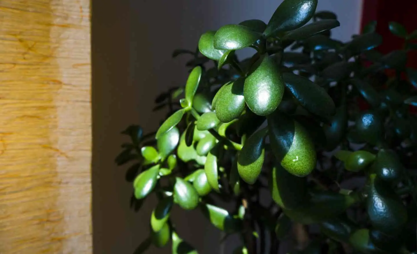Attenzione all’albero di Giada i motivi per cui è sconsigliato tenerlo in casa Attenzione all’albero di Giada i motivi per cui è sconsigliato tenerlo in casa