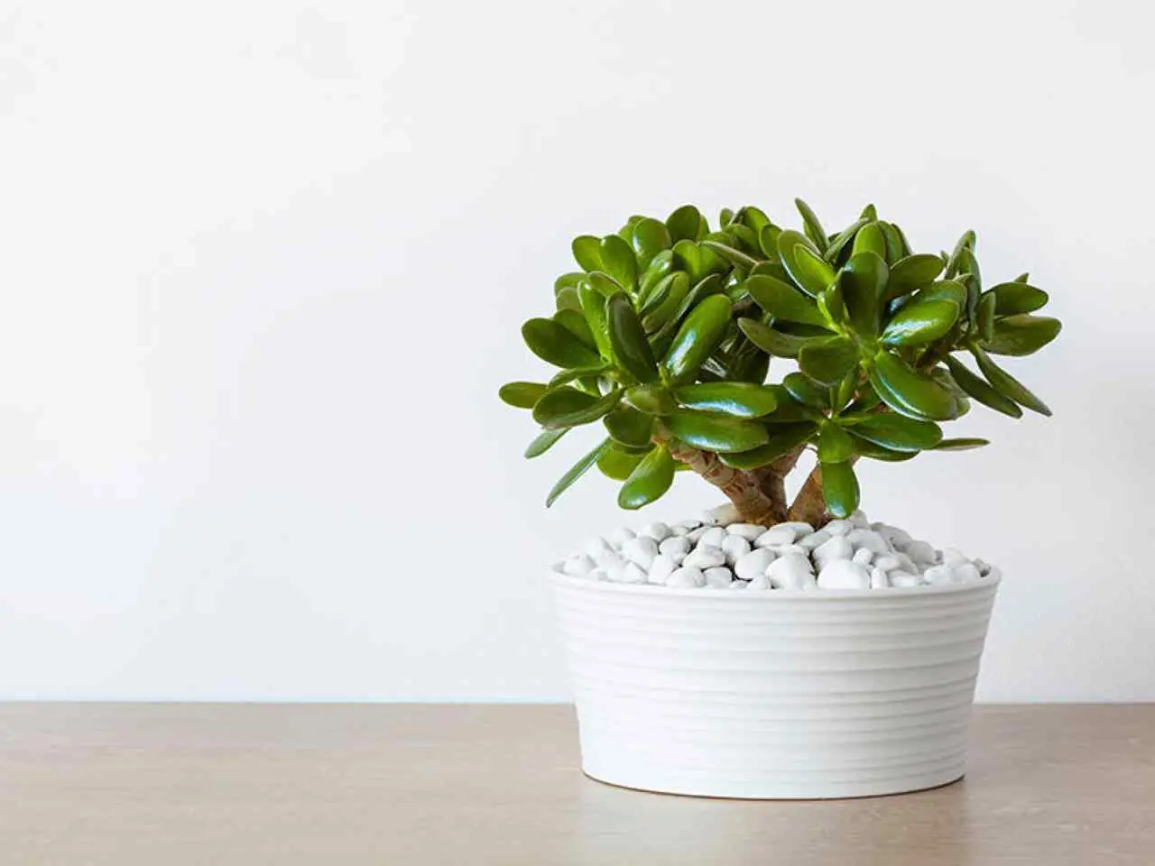Attenzione all’albero di Giada i motivi per cui è sconsigliato tenerlo in casa Immagine selezionata