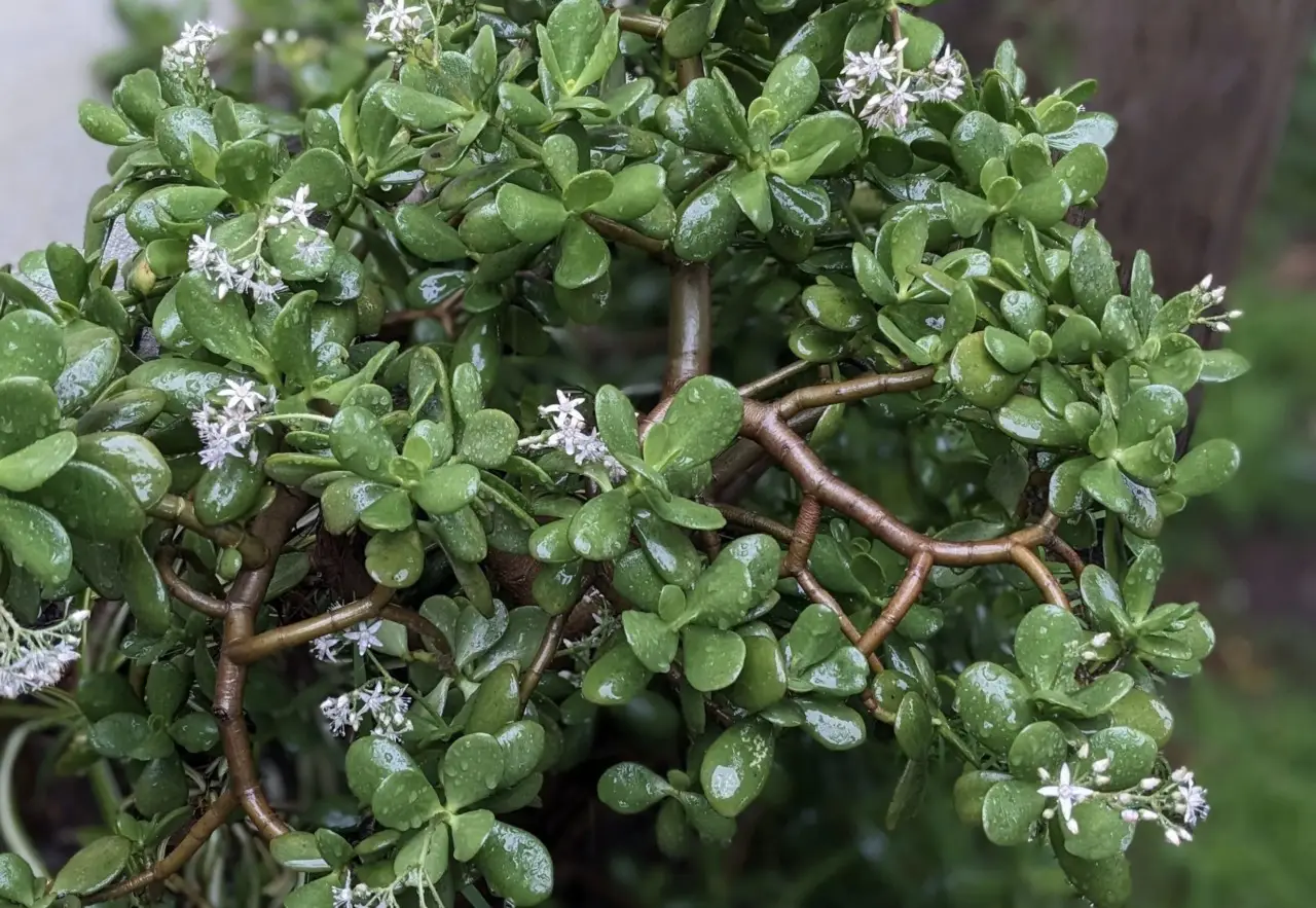 Attenzione all’albero di Giada i motivi per cui è sconsigliato tenerlo in casa Immagine selezionata