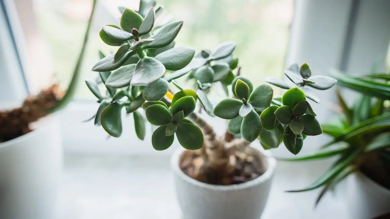 Attenzione all’albero di Giada i motivi per cui è sconsigliato tenerlo in casa Immagine selezionata