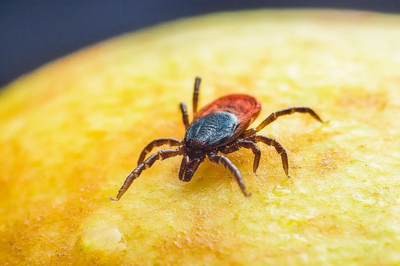 Addio a gli acari in casa: ecco cosa devi fare Immagine selezionata