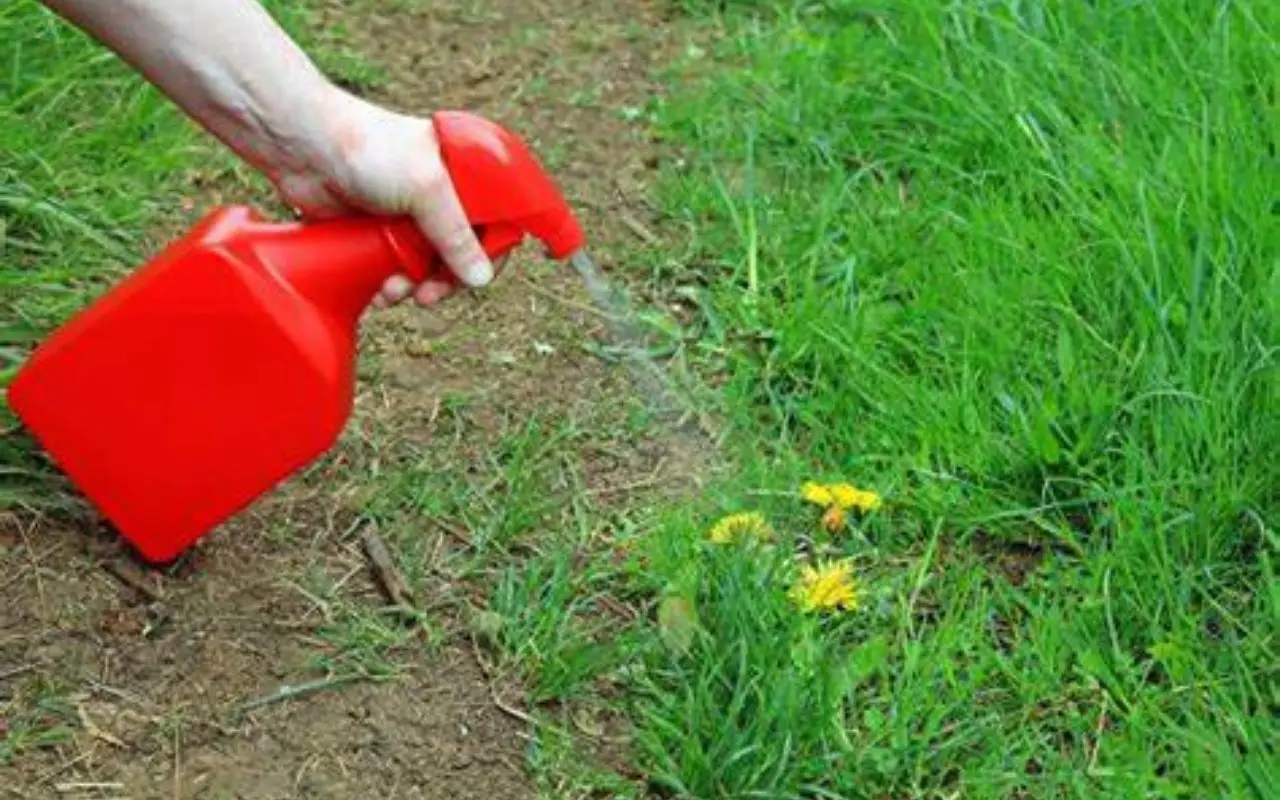 Diserbo naturale come preparare un potente erbicida al sale che pochi conoscono Diserbo naturale come preparare un potente erbicida al sale che pochi conoscono