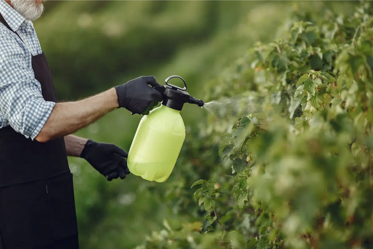Diserbo naturale come preparare un potente erbicida al sale che pochi conoscono Diserbo naturale come preparare un potente erbicida al sale che pochi conoscono