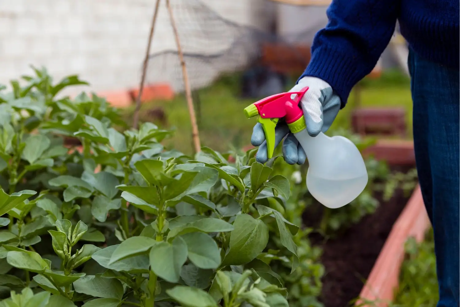 Diserbo naturale come preparare un potente erbicida al sale che pochi conoscono Diserbo naturale come preparare un potente erbicida al sale che pochi conoscono