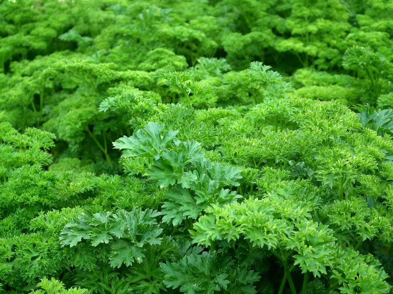 Come coltivare prezzemolo fresco in giardino tutto l’anno: i consigli per farlo durare a lungo Come coltivare prezzemolo fresco in giardino tutto l’anno: i consigli per farlo durare a lungo