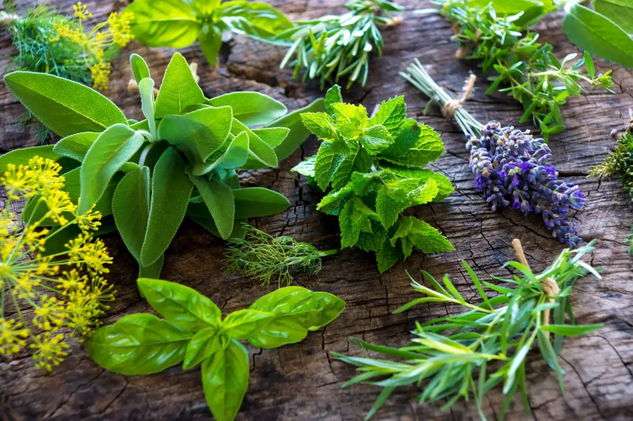 Come conservare le erbe aromatiche fresche più a lungo secondo la chef Anna Rossi SC - conservare erbe aromatiche