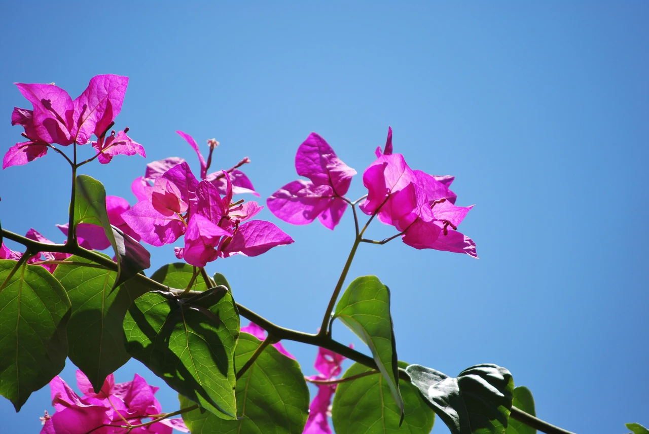 Bouganville in fiore con un solo passaggio: prova il metodo semplice del vivaista Bouganville in fiore con un solo passaggio: prova il metodo semplice del vivaista