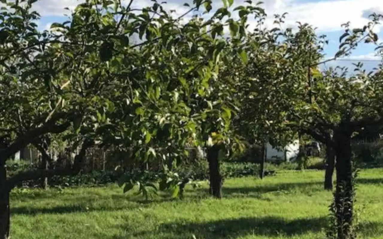 Cartone in giardino? Ecco il rimedio contro le erbacce che funziona SP - Strato di cartone su terreno
