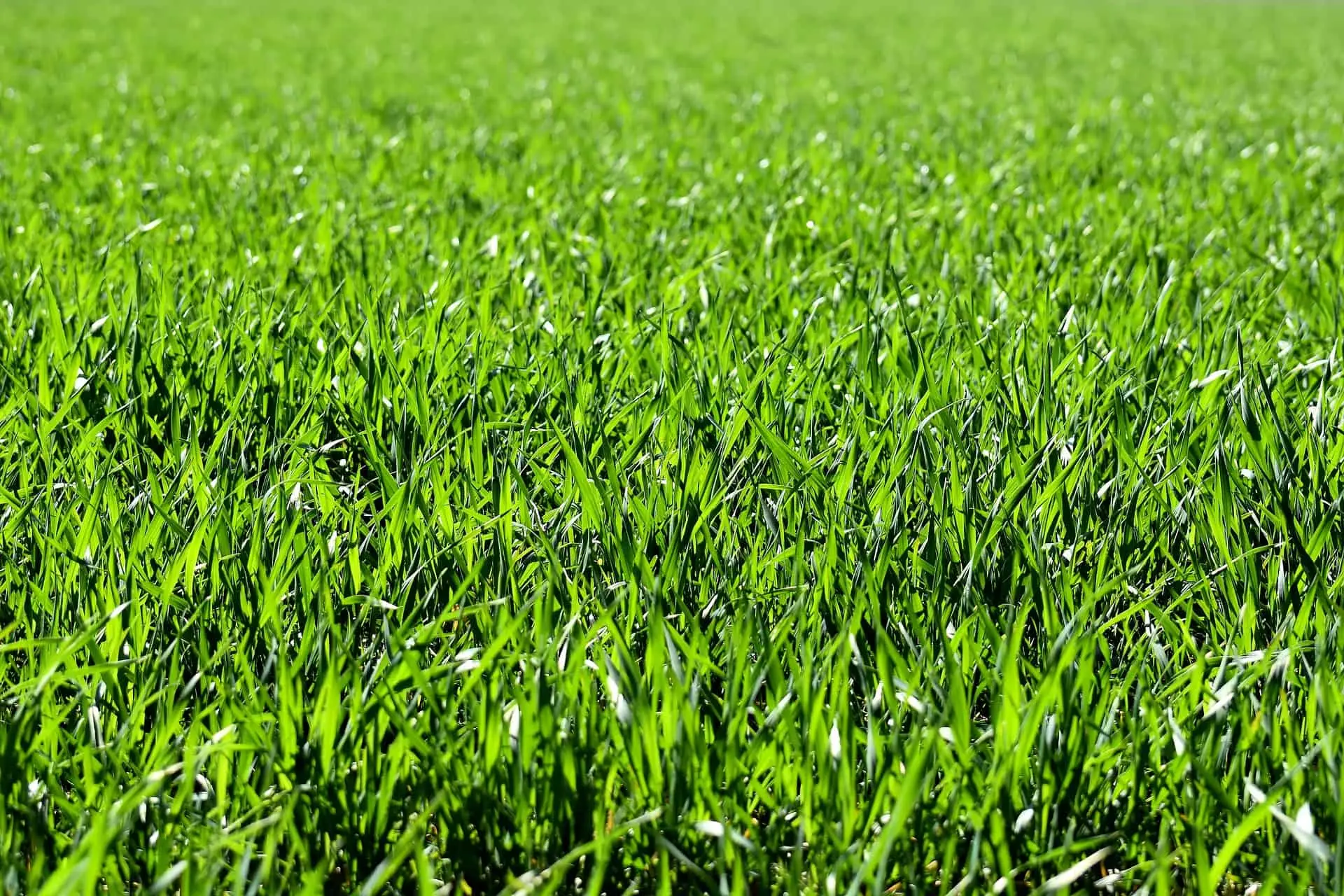 Soluzioni per un prato verde senza prodotti chimici: la guida aggiornata Soluzioni per un prato verde senza prodotti chimici: la guida aggiornata