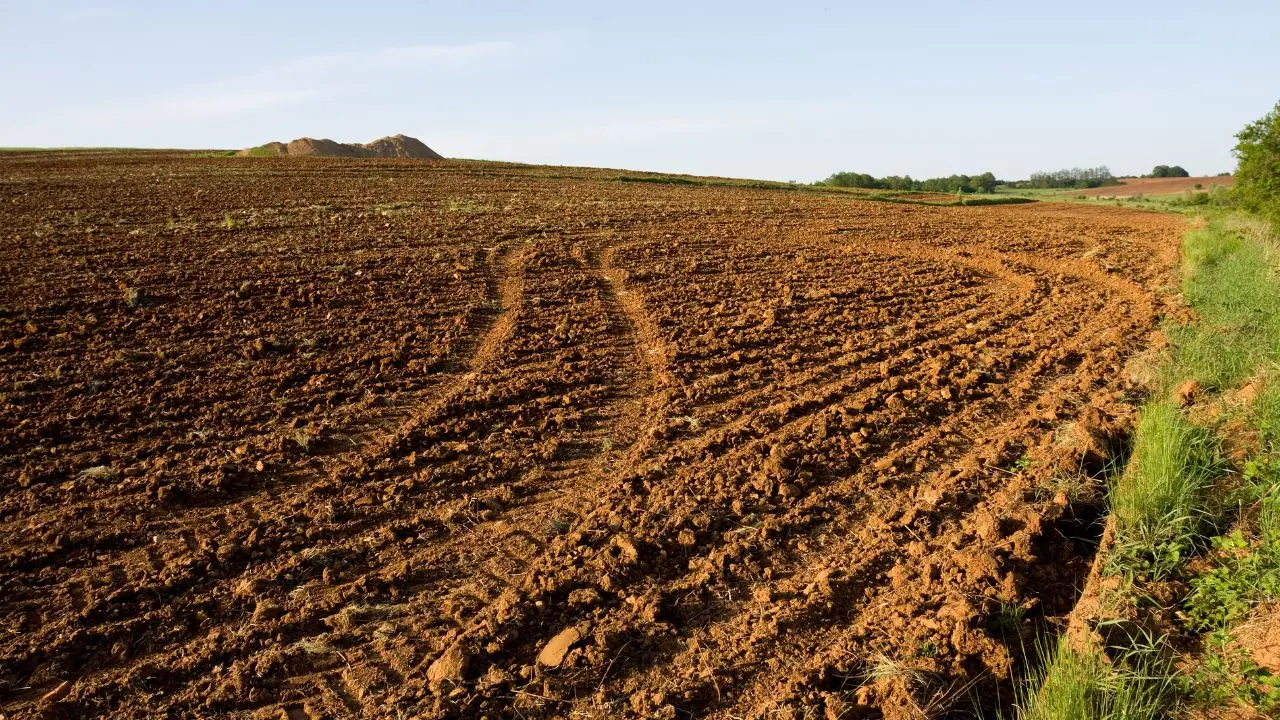 I vantaggi della rotazione delle colture per mantenere il terreno sano I vantaggi della rotazione delle colture per mantenere il terreno sano