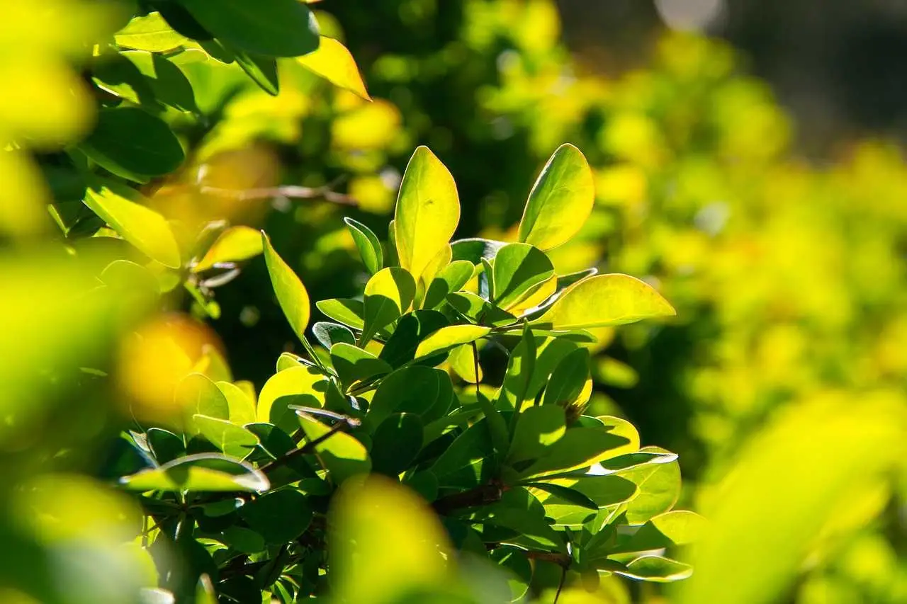 Giardino perfetto tutto l’anno: l’arbusto poco noto che garantisce fioriture costanti Giardino perfetto tutto l’anno: l’arbusto poco noto che garantisce fioriture costanti