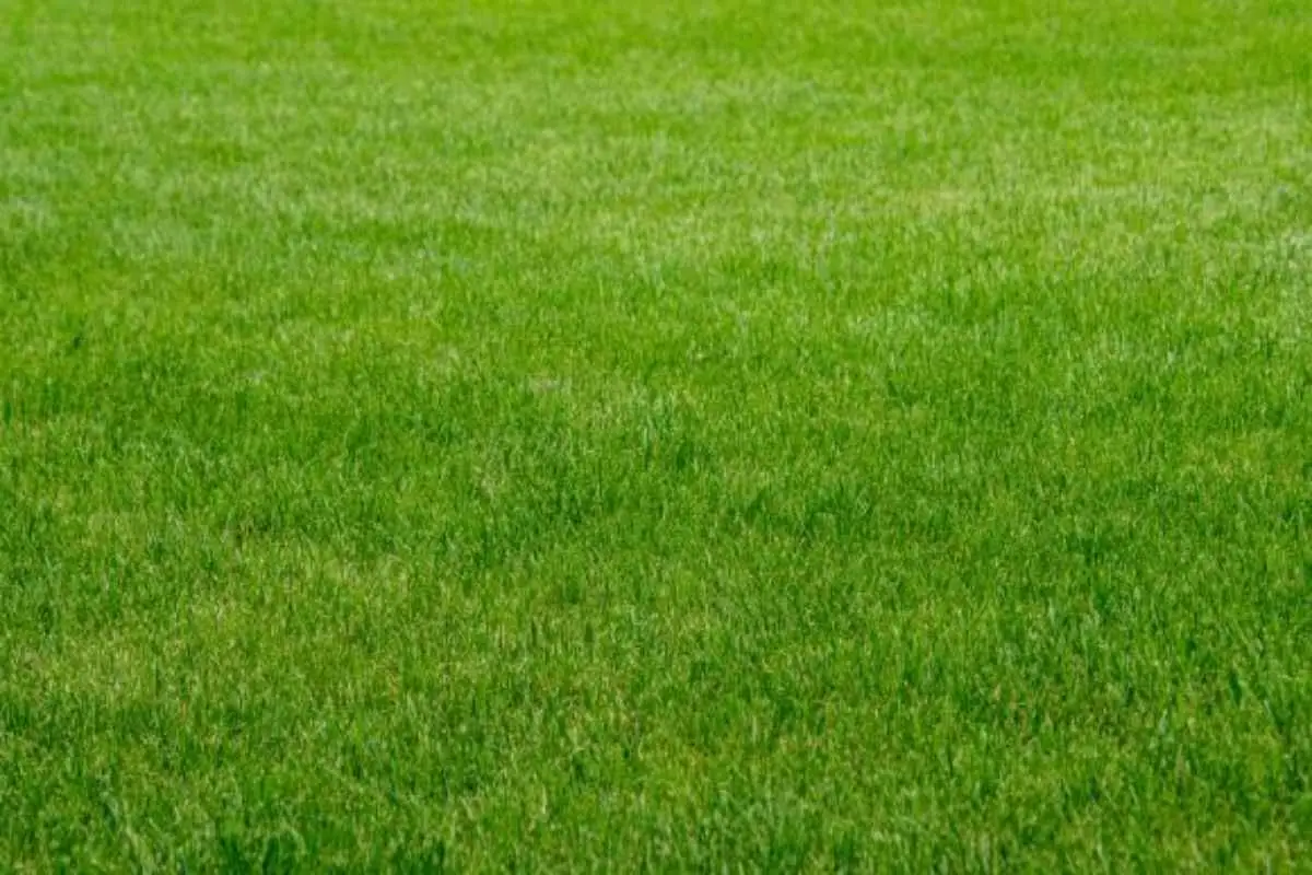 Il segreto per mantenere il prato verde senza irrigare ogni giorno Il segreto per mantenere il prato verde senza irrigare ogni giorno
