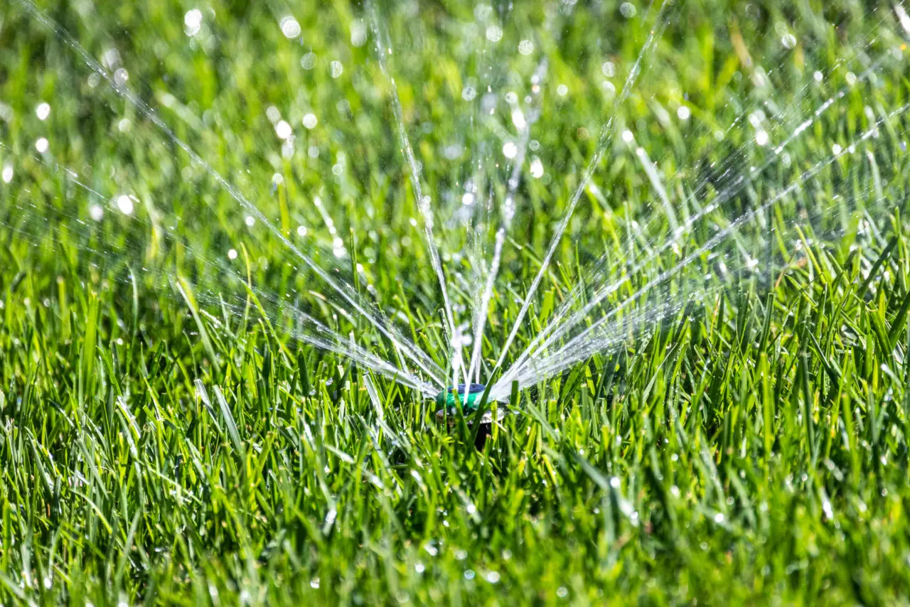 Il segreto per mantenere il prato verde senza irrigare ogni giorno SC - Prato verde senz’acqua