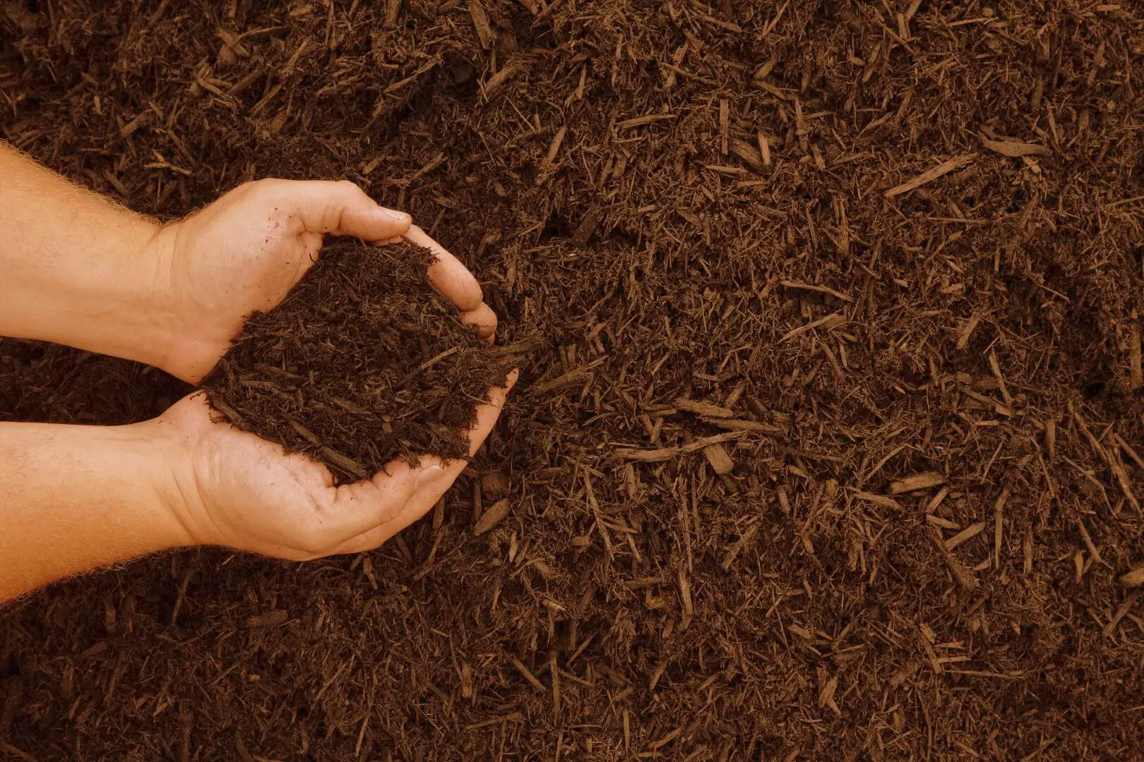Compostaggio domestico: consigli pratici dell’agronomo per trasformare gli scarti in nutrimento Compostaggio domestico: consigli pratici dell’agronomo per trasformare gli scarti in nutrimento