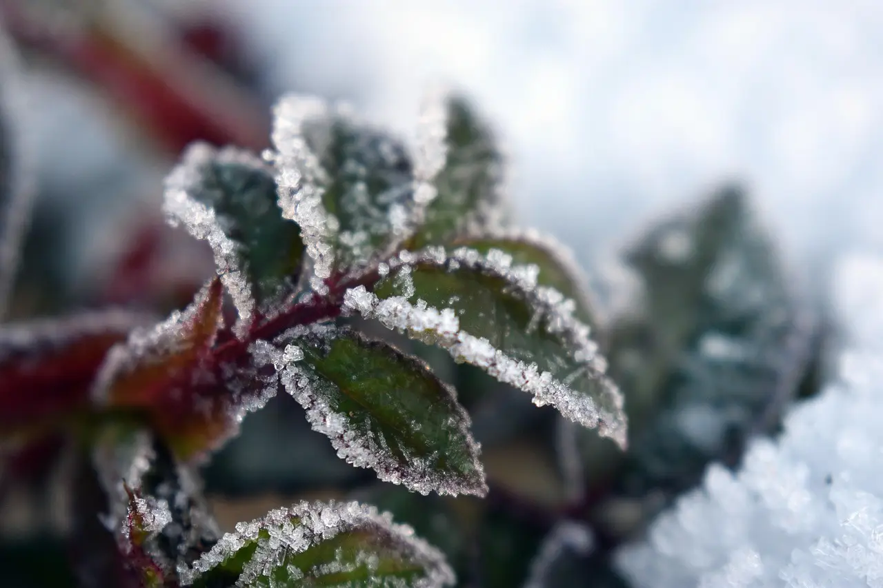 L’arbusto resistente che regala fioriture profumate anche in inverno – scopri quale L’arbusto resistente che regala fioriture profumate anche in inverno – scopri quale