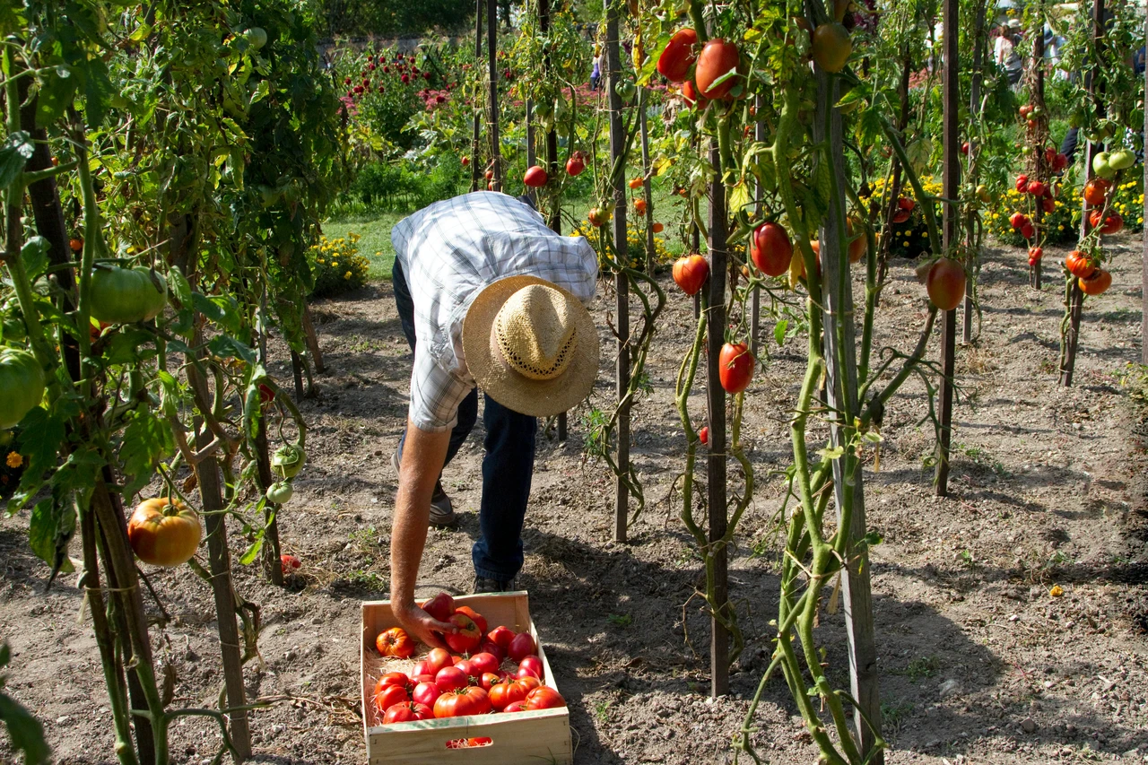 Coltivare senza chimica: la guida dell’esperto per un orto sano e produttivo Coltivare senza chimica: la guida dell’esperto per un orto sano e produttivo