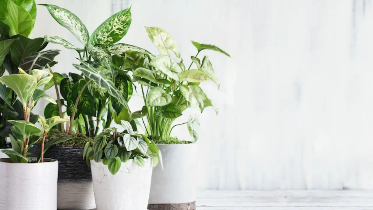 La pianta che cresce bene anche in ombra: perfetta per il balcone La pianta che cresce bene anche in ombra: perfetta per il balcone