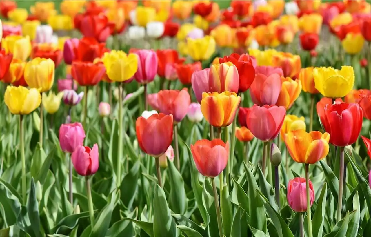 Bulbi di tulipano dopo la fioritura: come farli rifiorire secondo gli esperti Bulbi di tulipano dopo la fioritura: come farli rifiorire secondo gli esperti