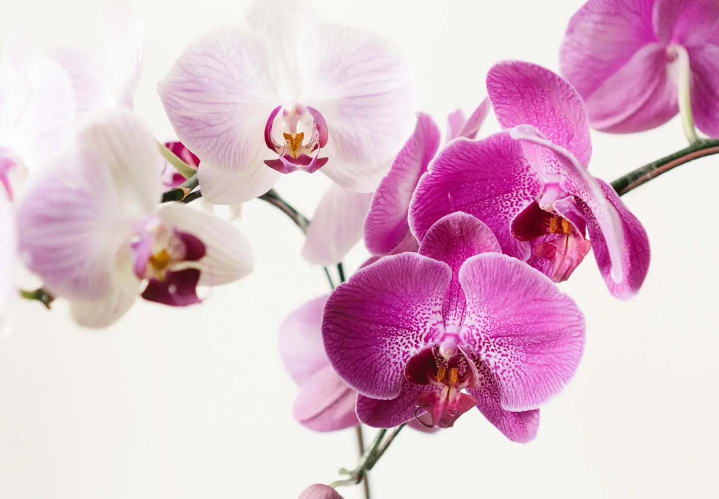 L’errore che uccide le orchidee: lo fanno in molti L’errore che uccide le orchidee: lo fanno in molti