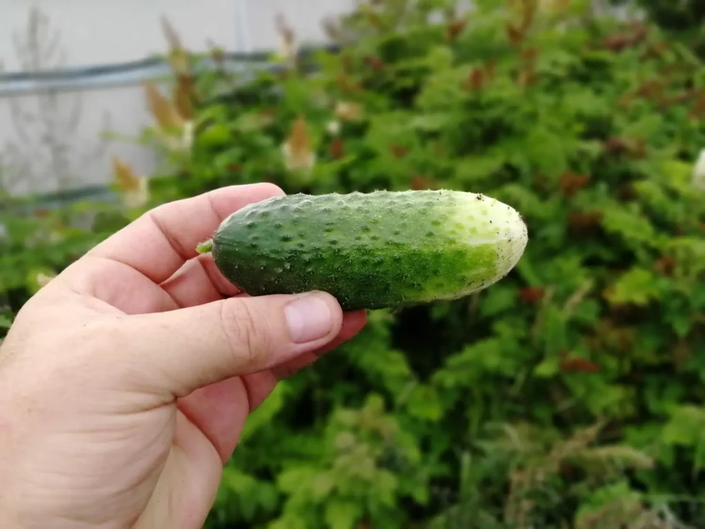 Come mangiare il cetriolo per favorire la diuresi Come mangiare il cetriolo per favorire la diuresi
